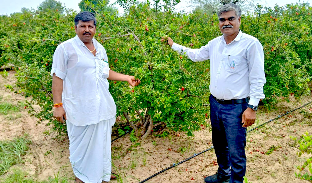 pomegranate-success-story