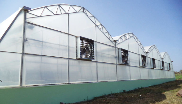 Polyhouse Sheet Manufacturers India Greenhouse Sheets 53 OFF polyhouse-sheet-manufacturers-india-greenhouse-sheets-53-off