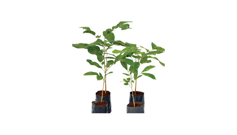 Reetha Tree Images Reetha